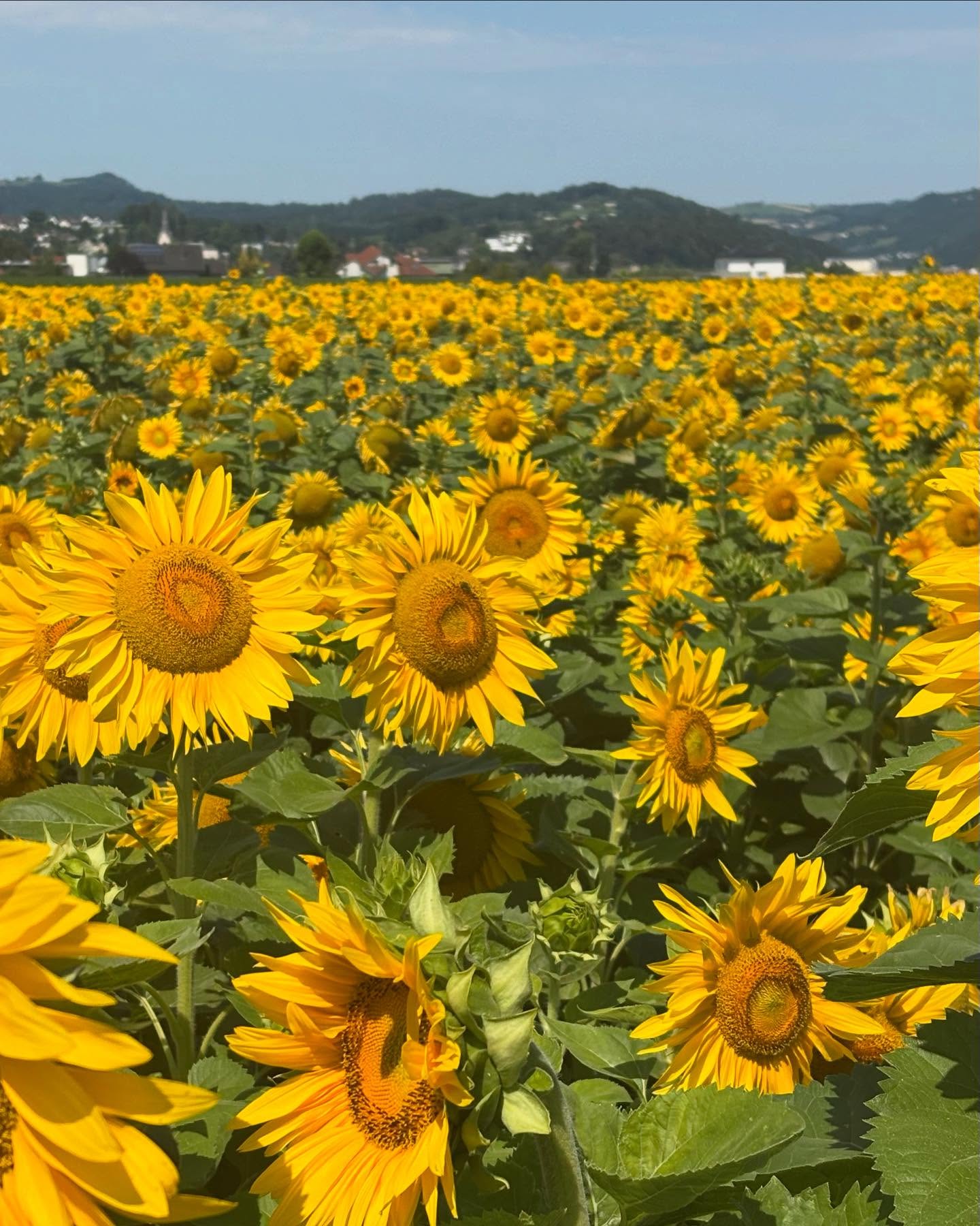 Dag 102 - 18104898361539633.jpg