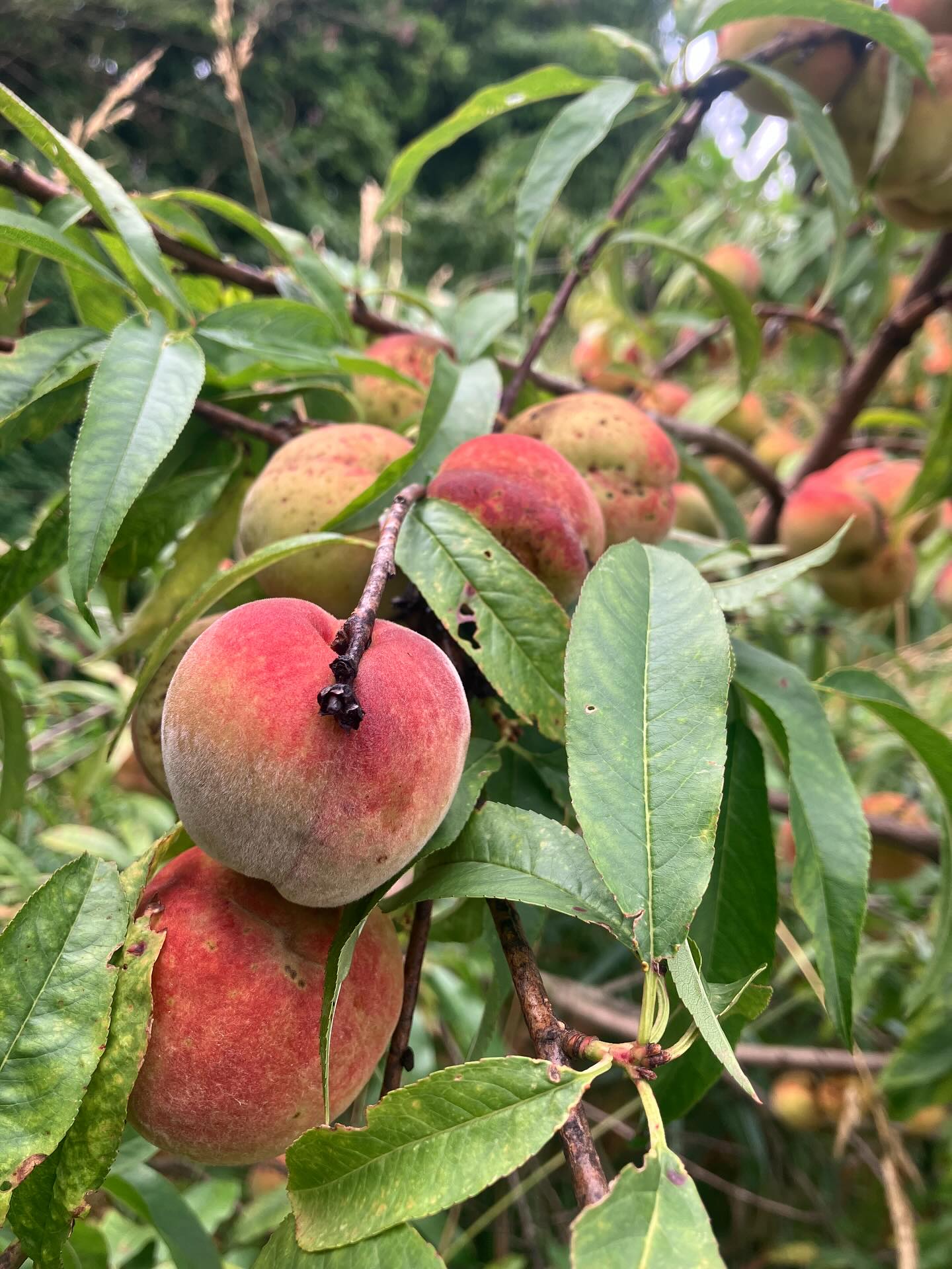 Dag 115 - 17864138514376635.jpg