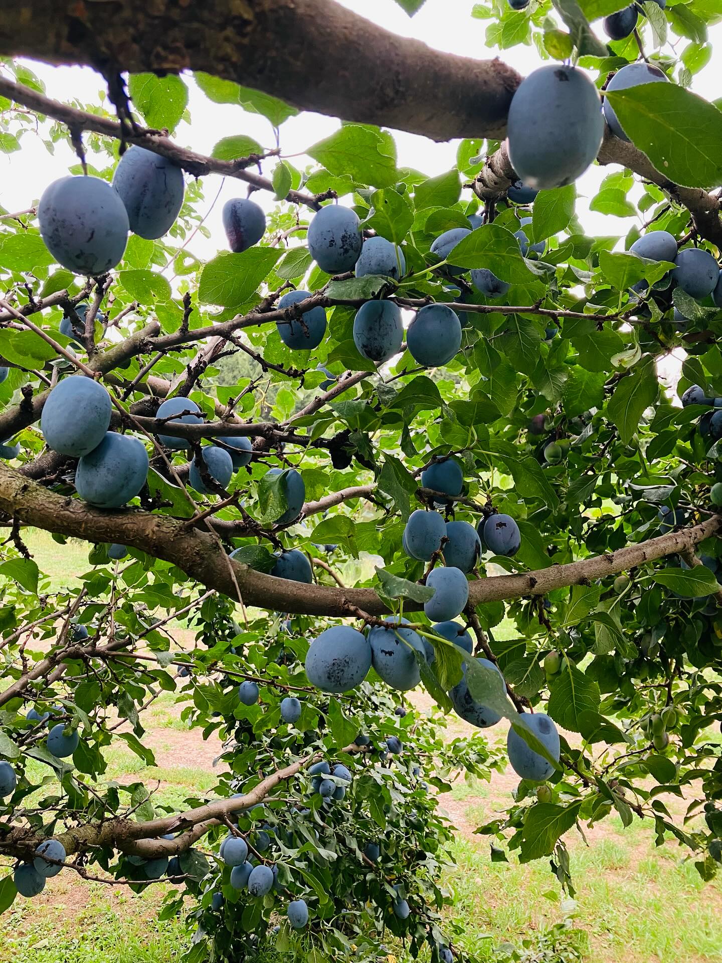 Dag 115 - 17873196042399868.jpg