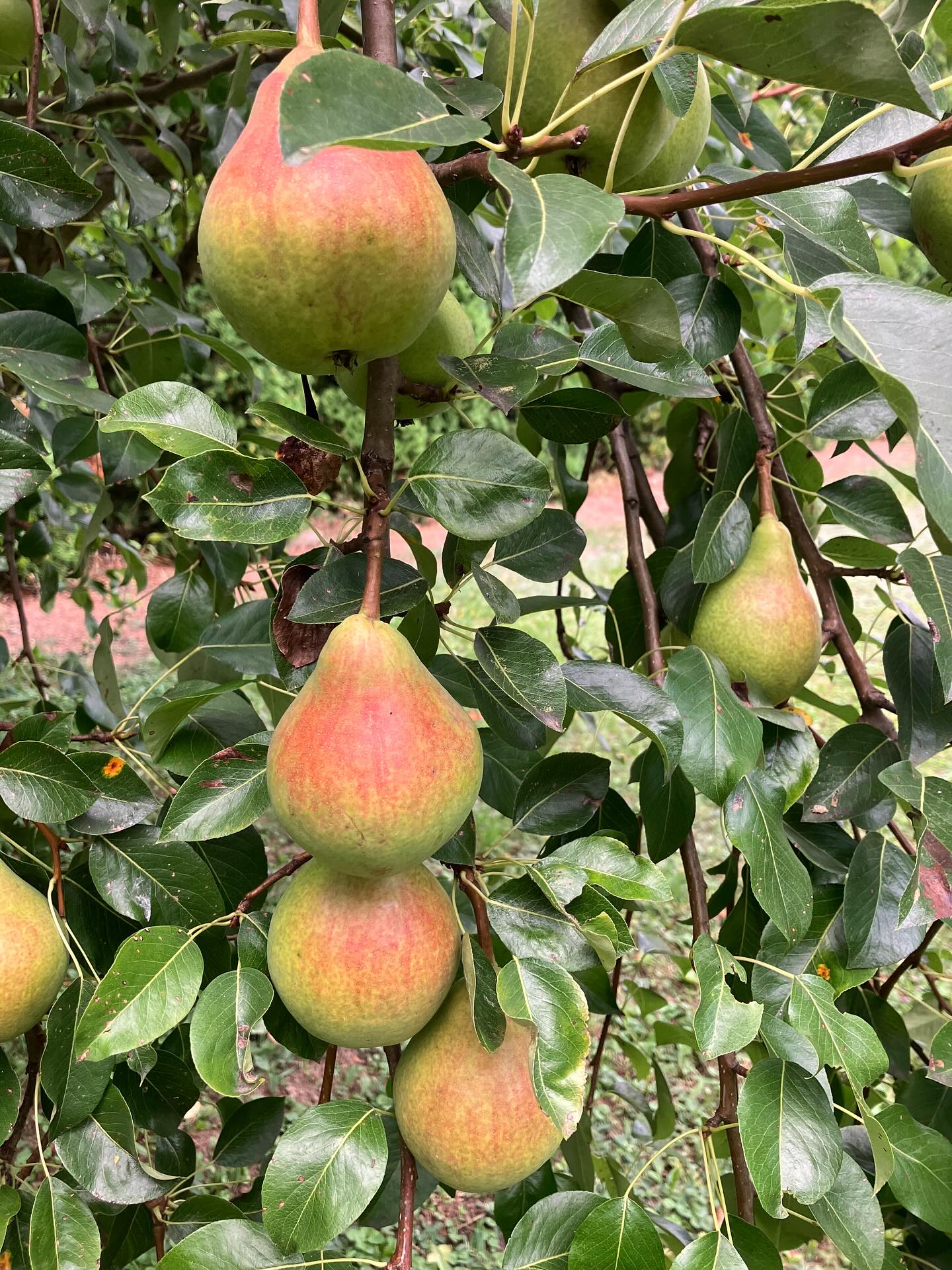 Dag 115 - 18017021993753984.jpg