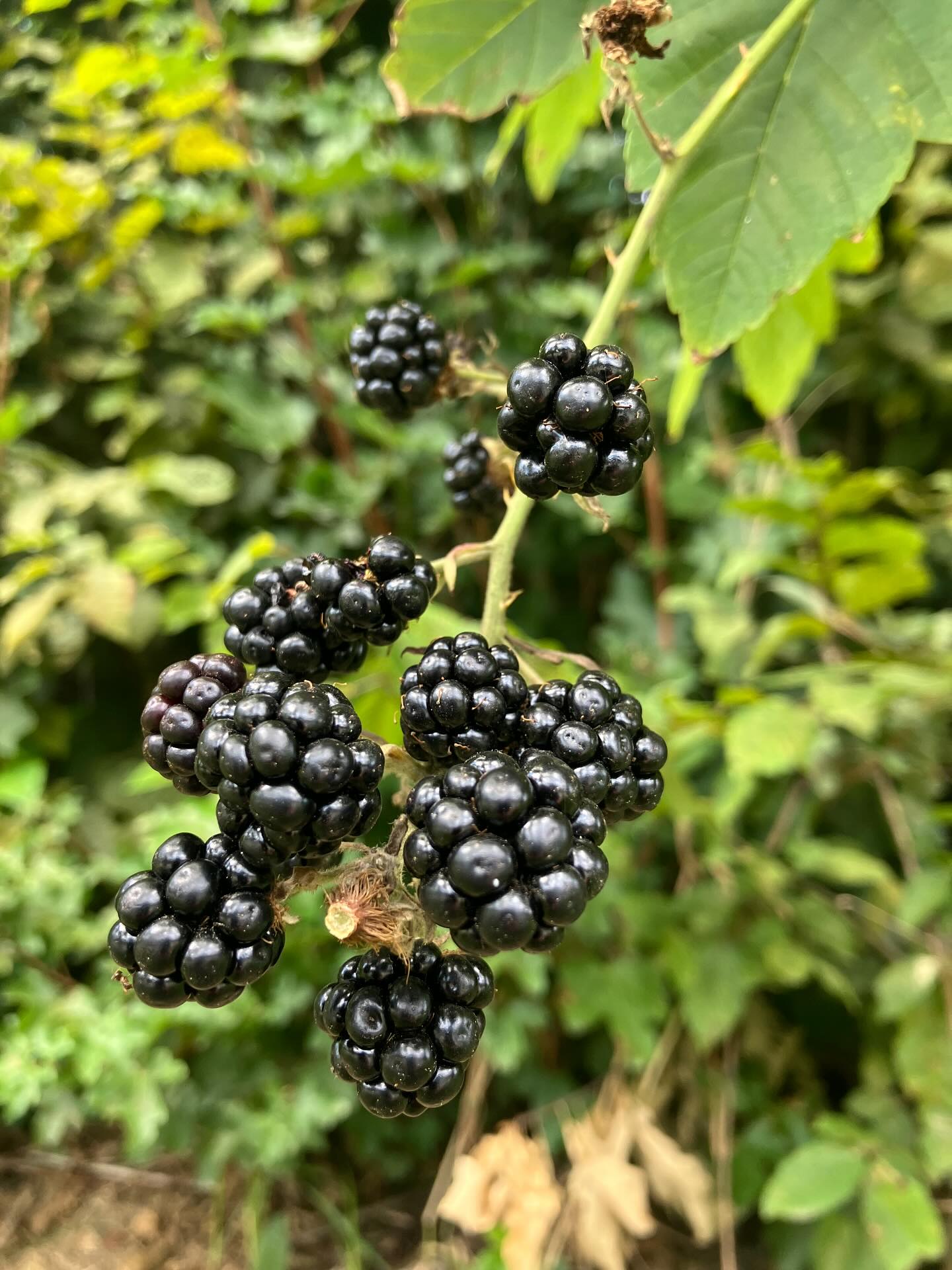 Dag 117 - 17864062533377321.jpg