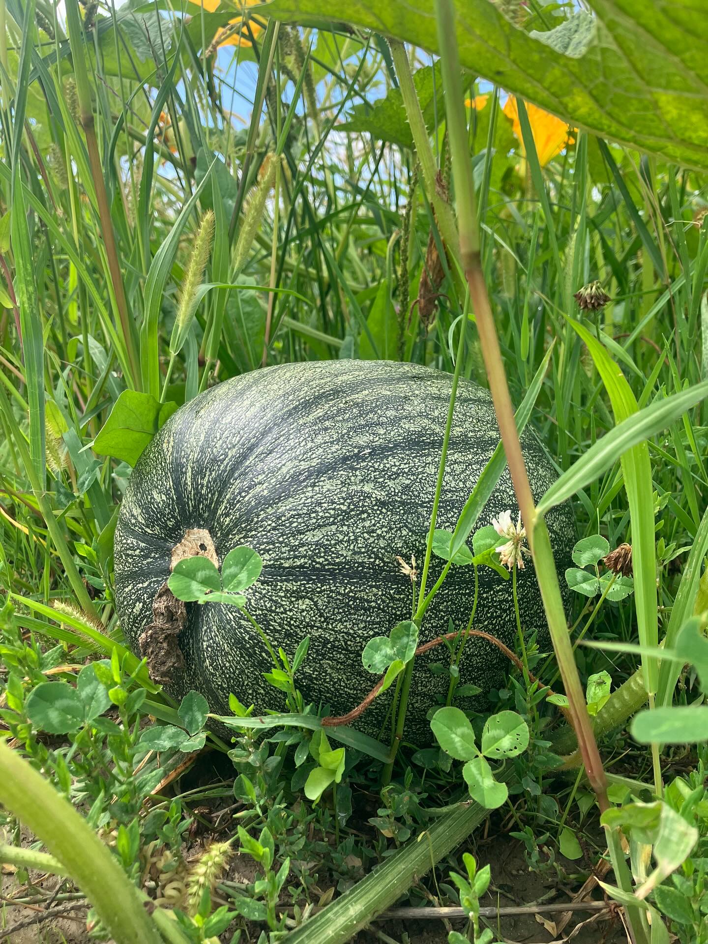 Dag 117 - 18079022629900161.jpg