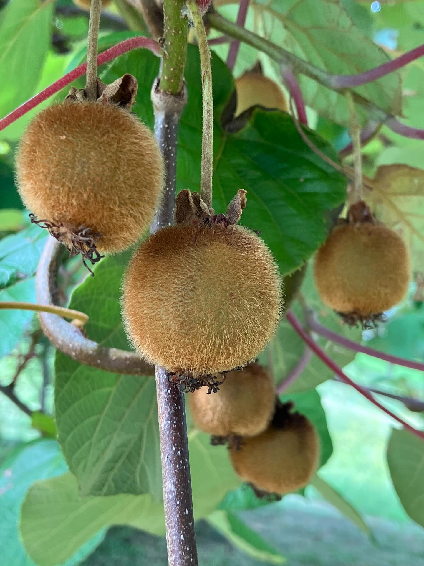 Dag 117 - 18121568965466801.jpg