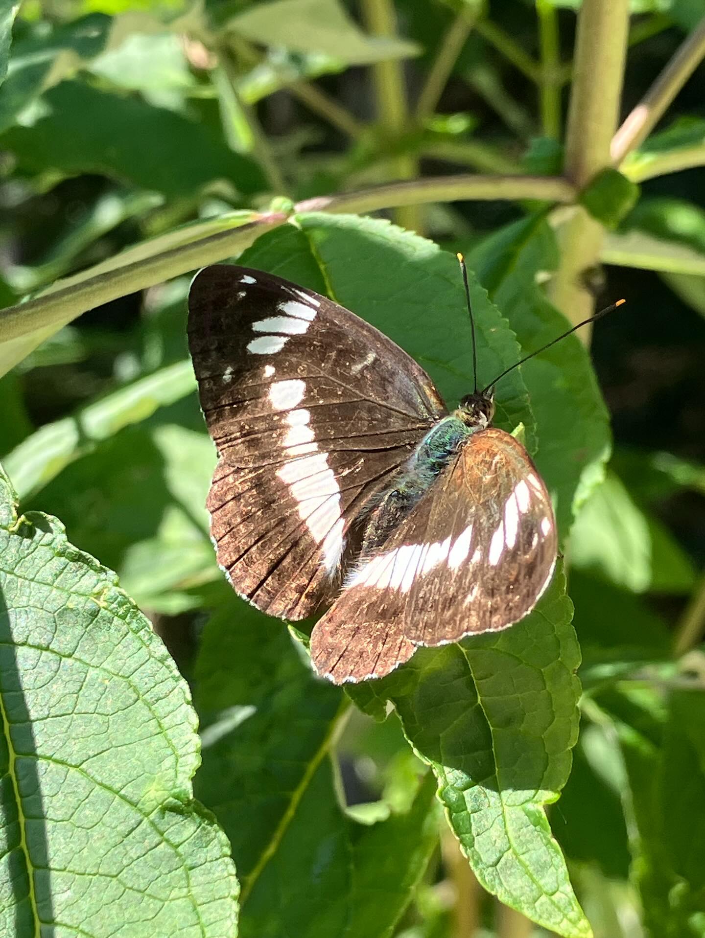 Dag 126 - 18133973473429842.jpg