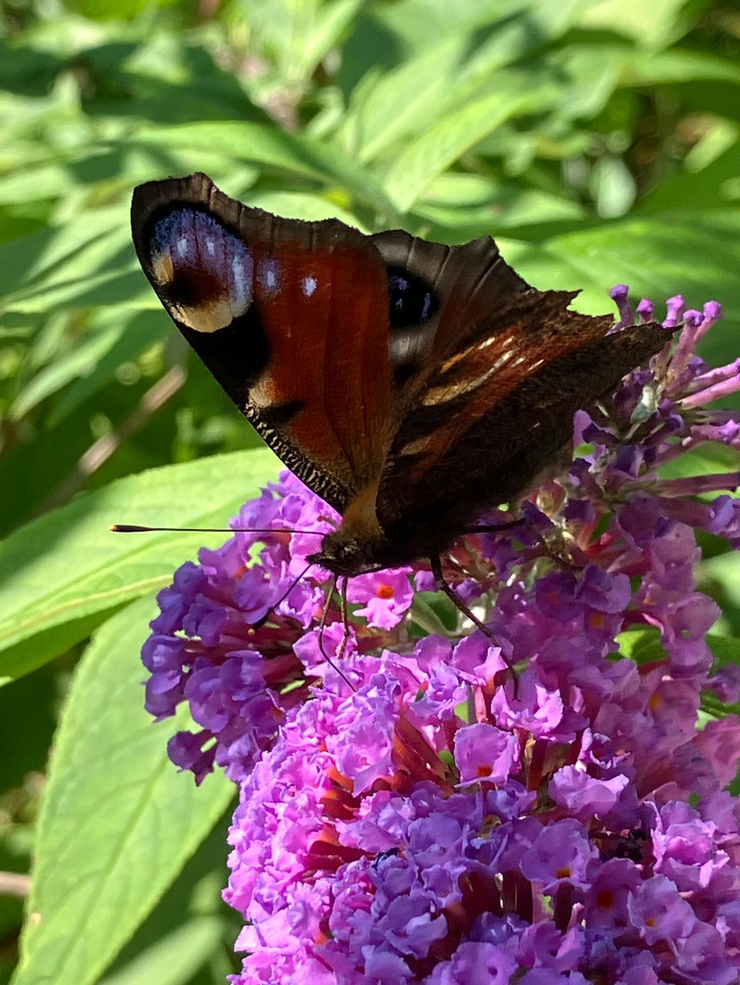 Dag 126 - 18364195387149842.jpg