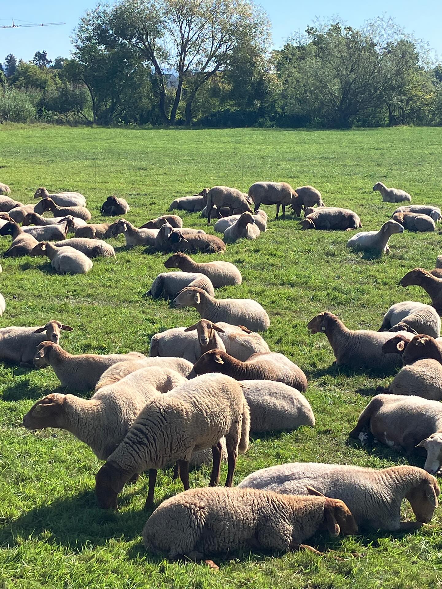 Dag 133 - 17996003252668736.jpg