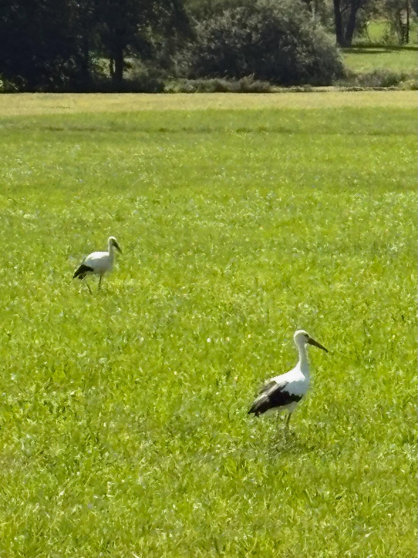 Dag 135 - 18373526014178026.jpg