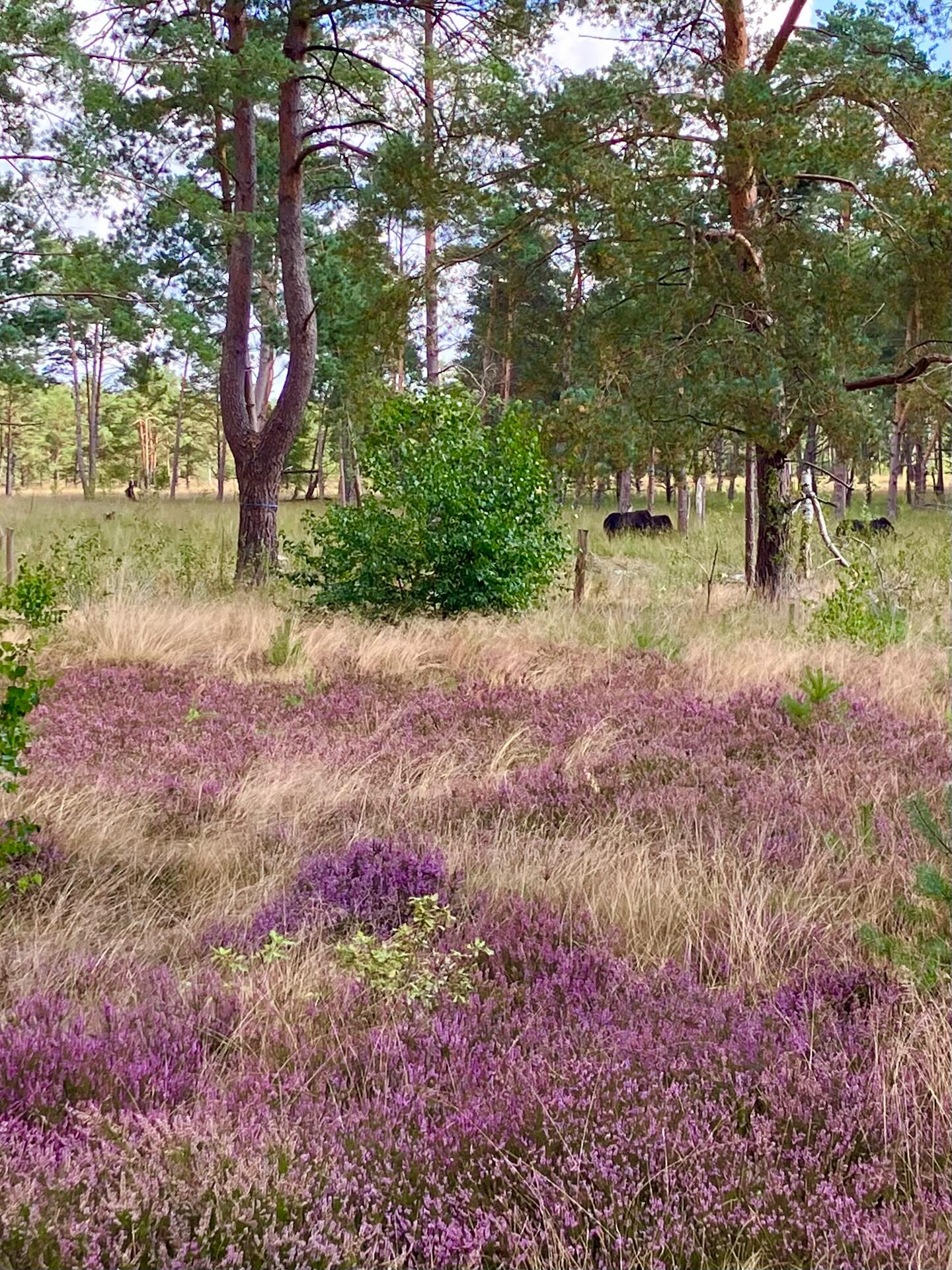 Dag 149 - 17938384536069274.jpg