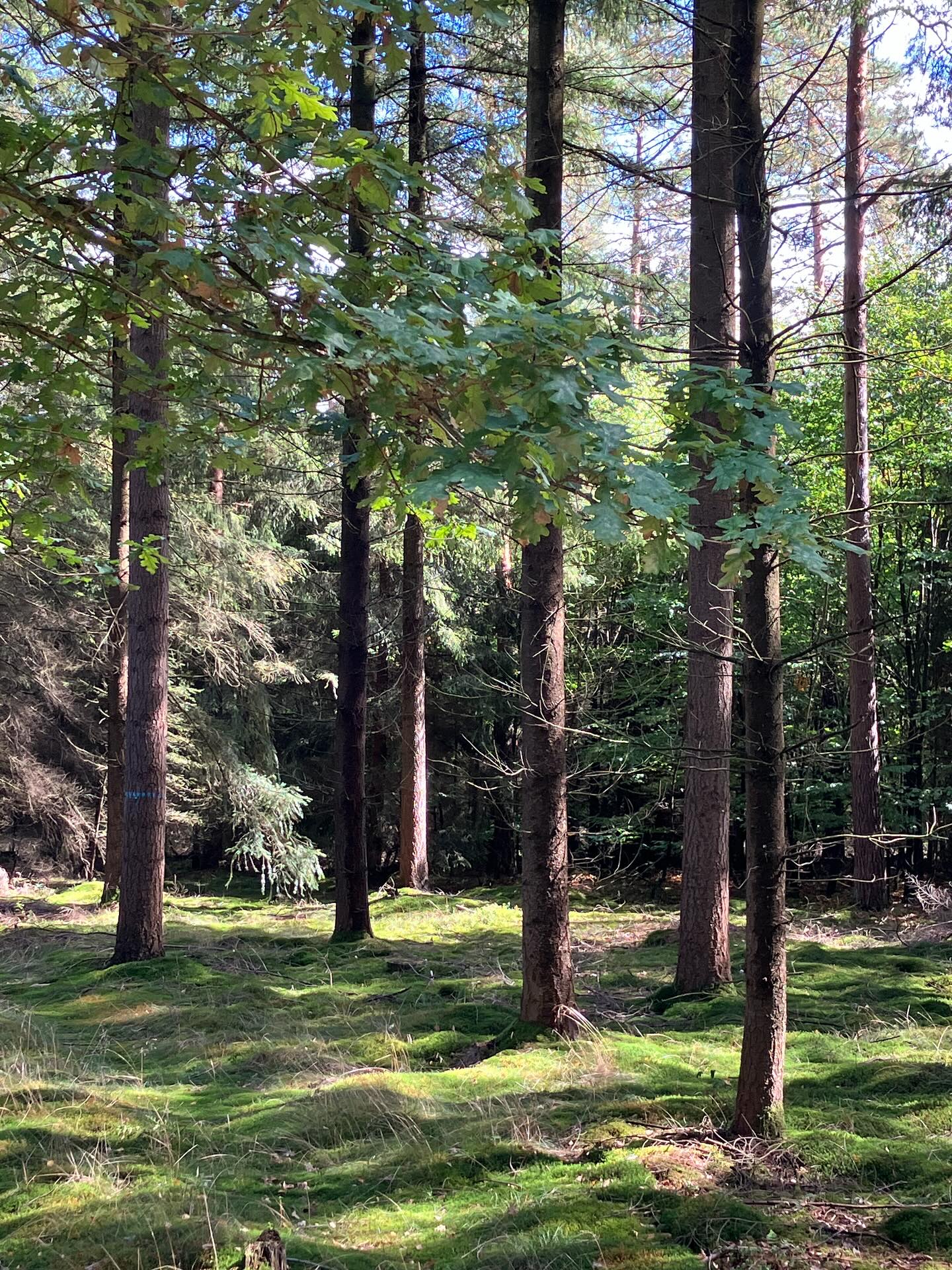 Dag 149 - 18083049694728964.jpg