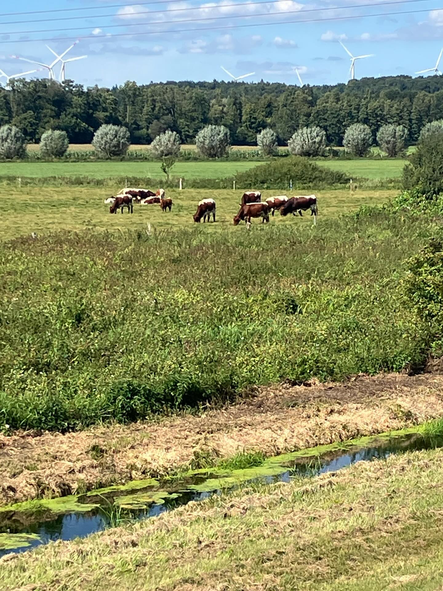 Dag 153 - 18089070172637474.jpg