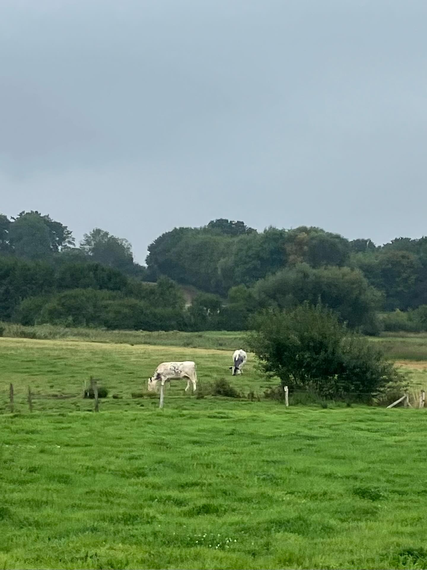 Dag 156 - 18030714782713344.jpg