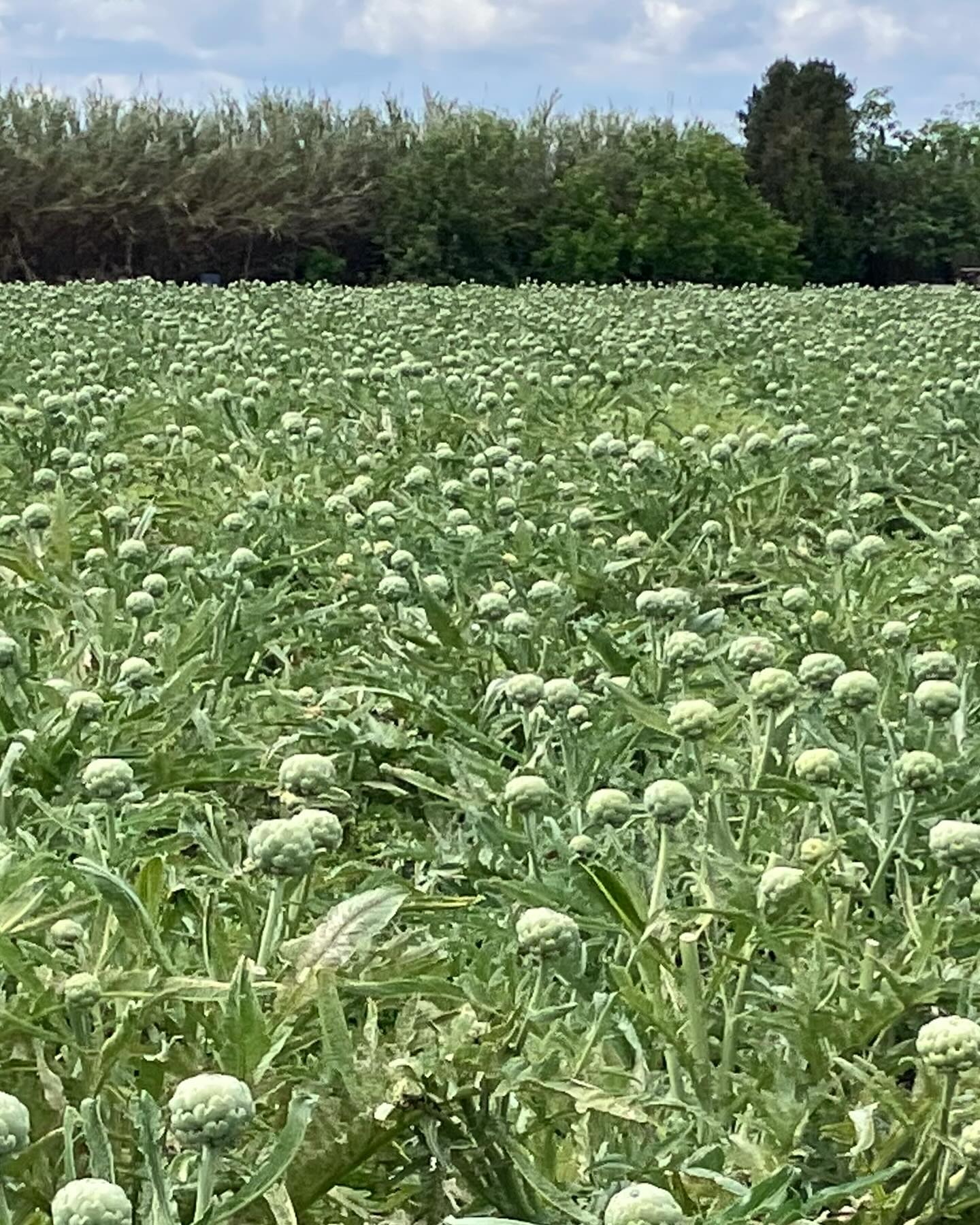 Dag 32 - 18066255769953446.jpg