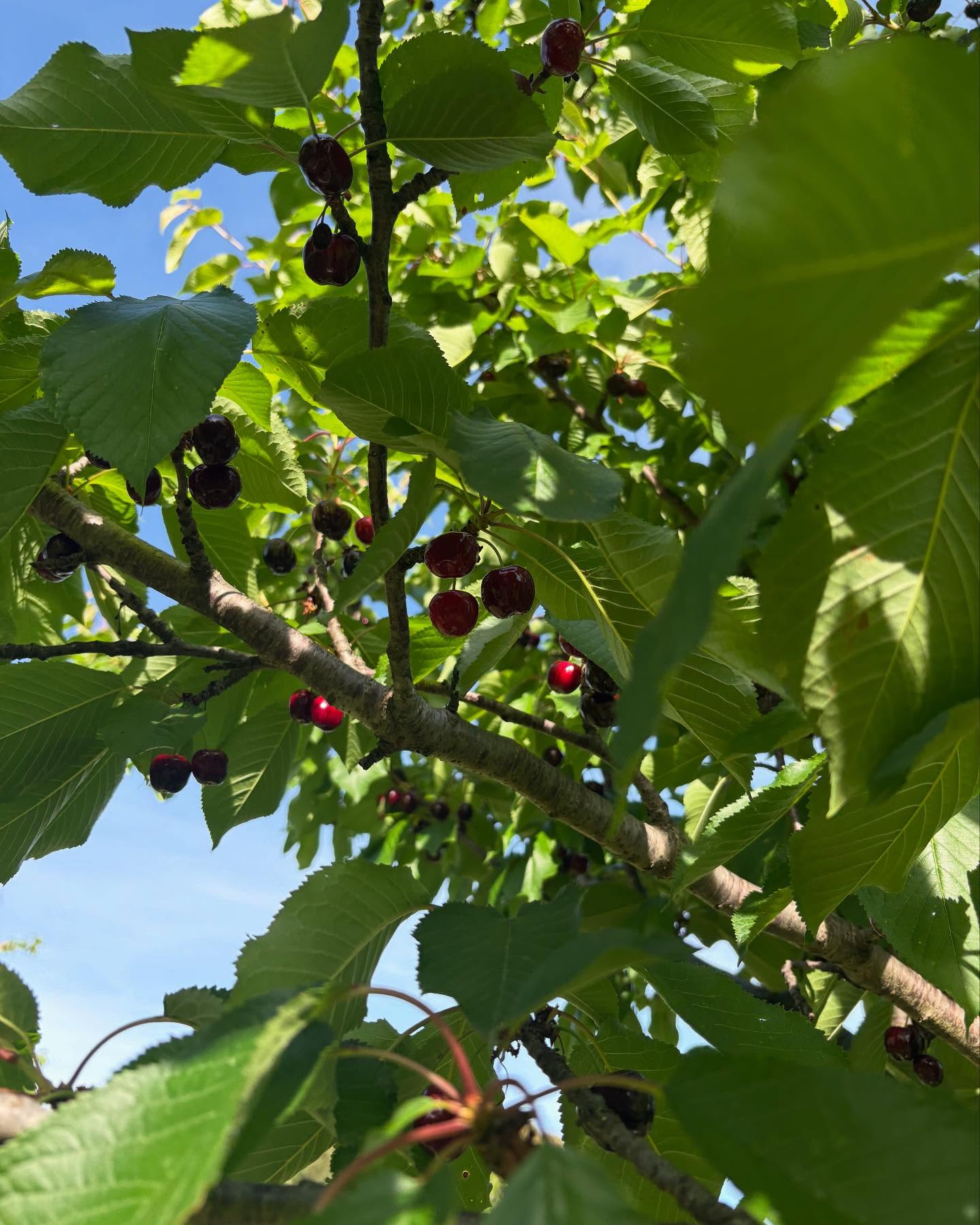 Dag 49 - 18115736662470932.jpg