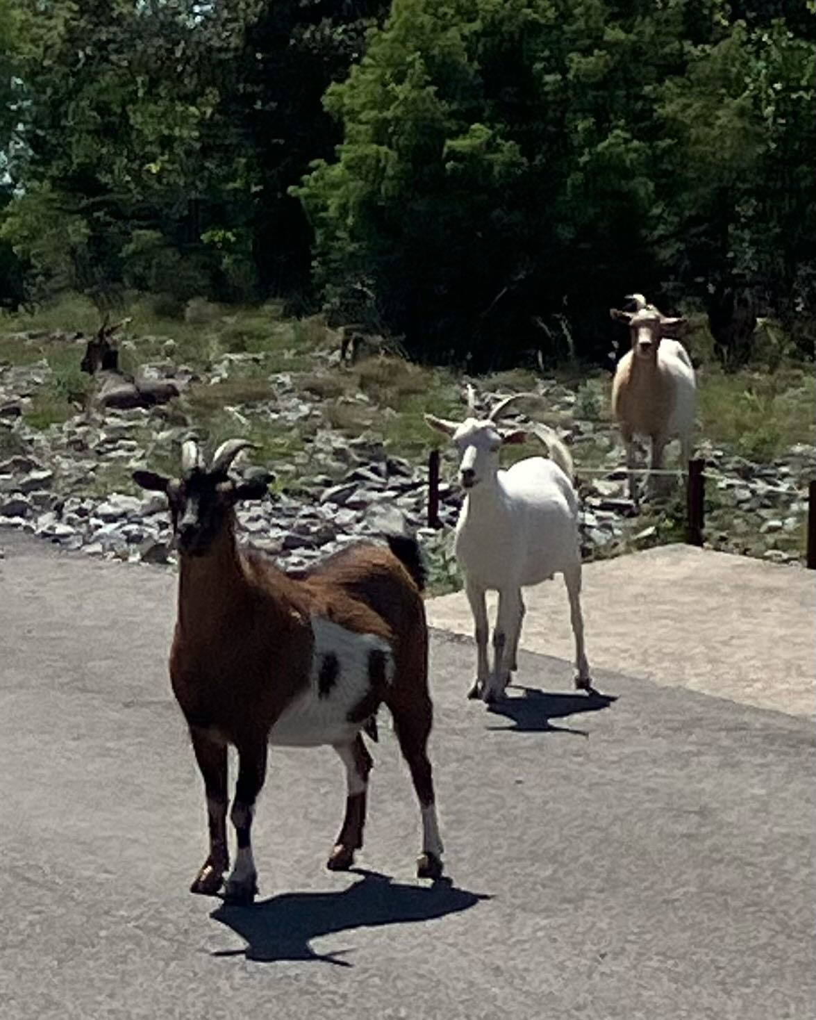 Dag 52 - 18041112107628302.jpg