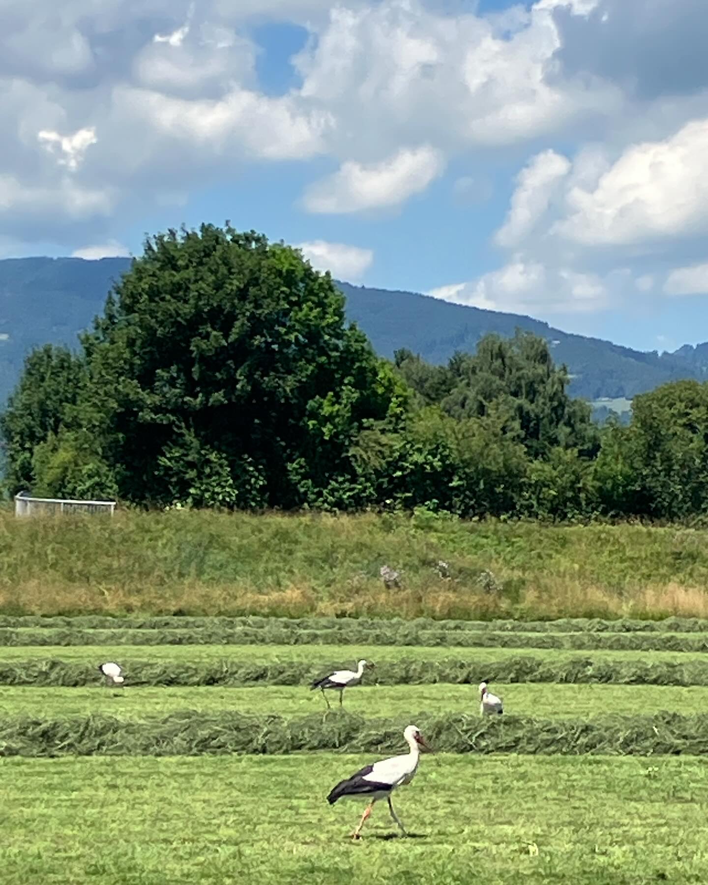 Dag 82 - 18070057877081772.jpg