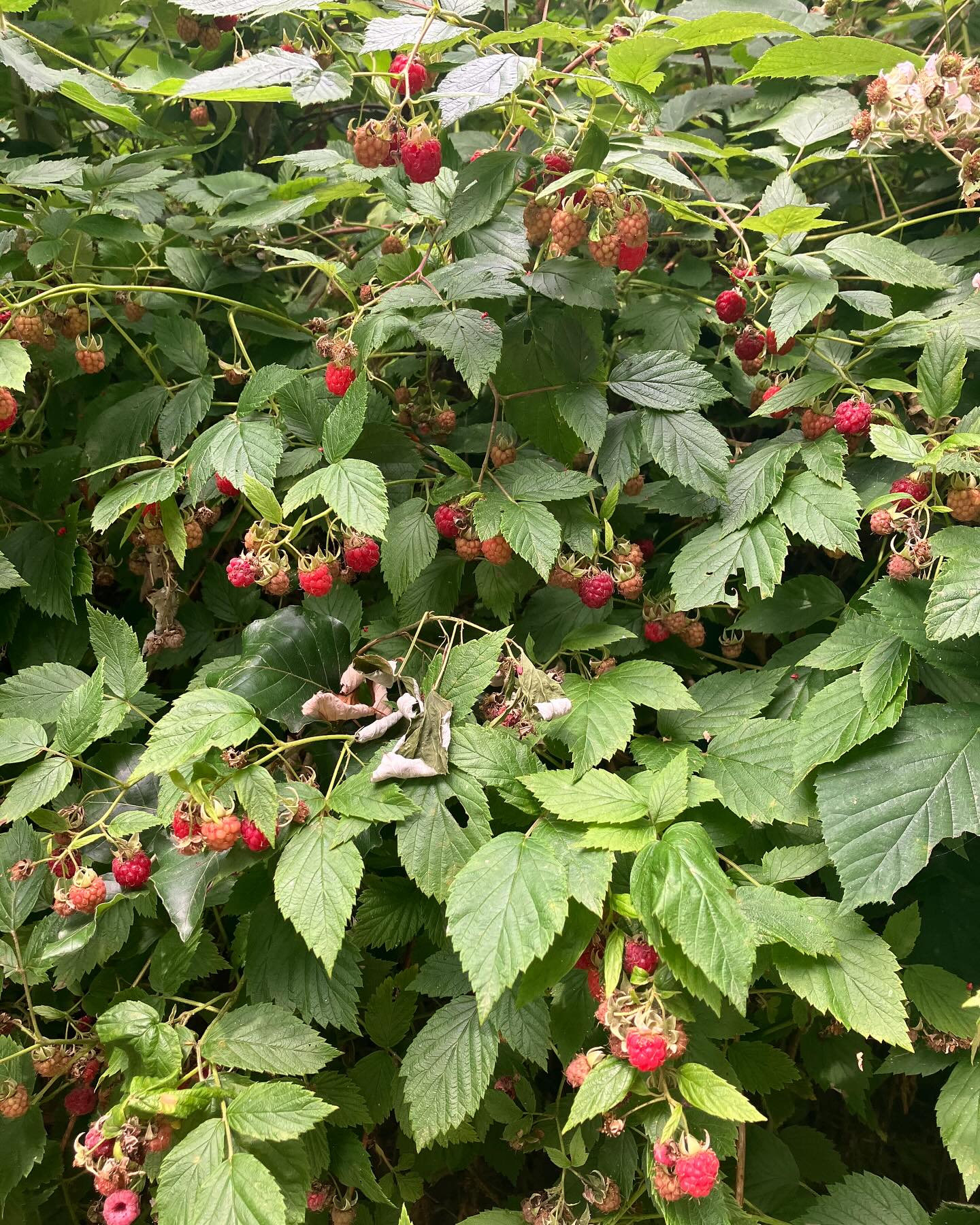 Dag 83 - 17845250292517553.jpg