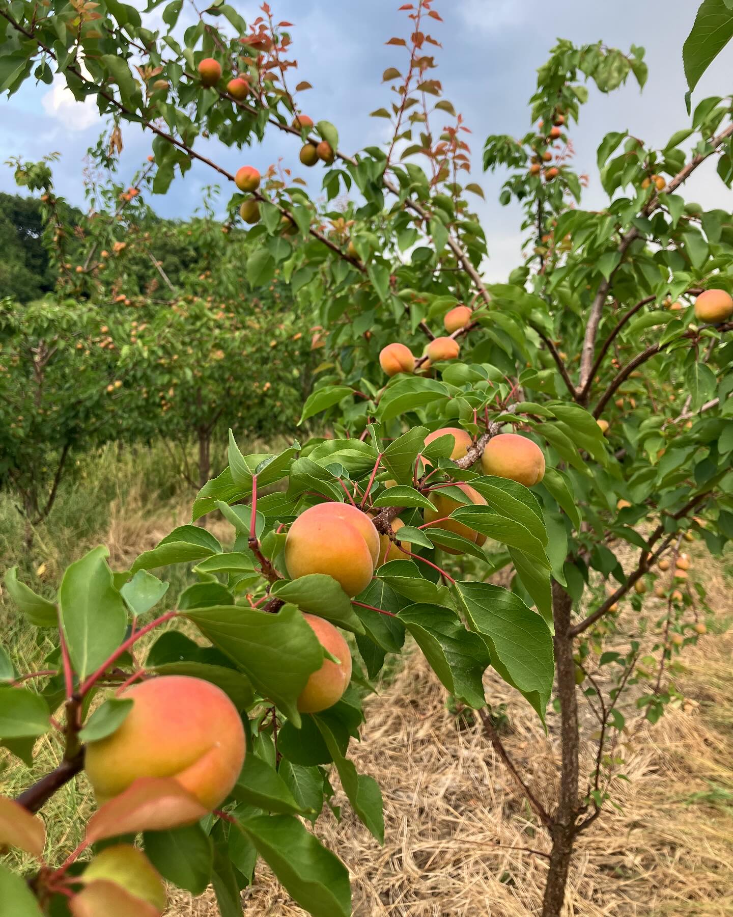 Dag 85 - 17986103789695159.jpg