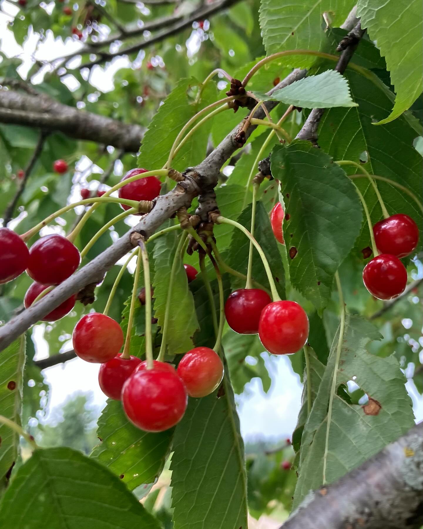 Dag 85 - 18089267869639333.jpg