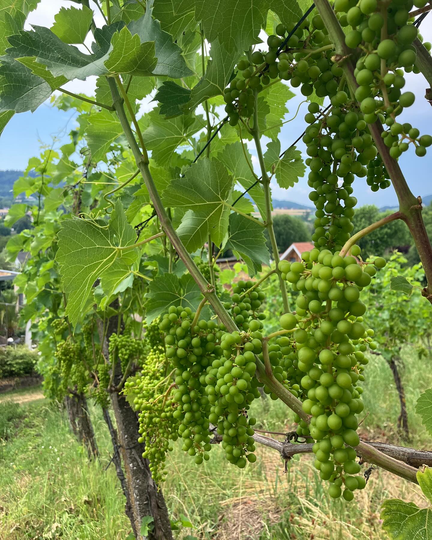 Dag 85 - 18355402912146413.jpg