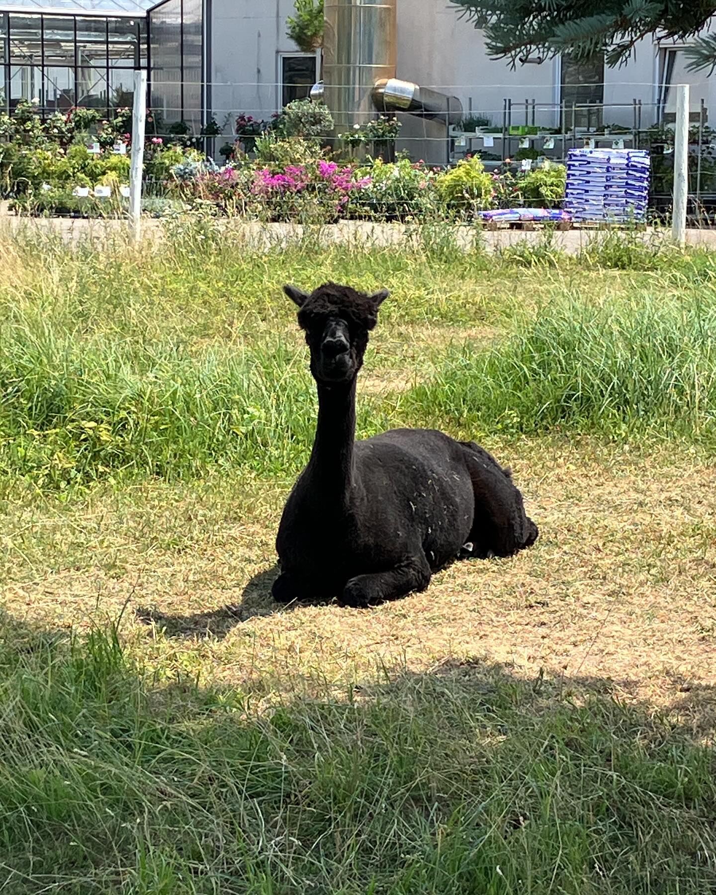 Dag 87 - 17948557175861470.jpg