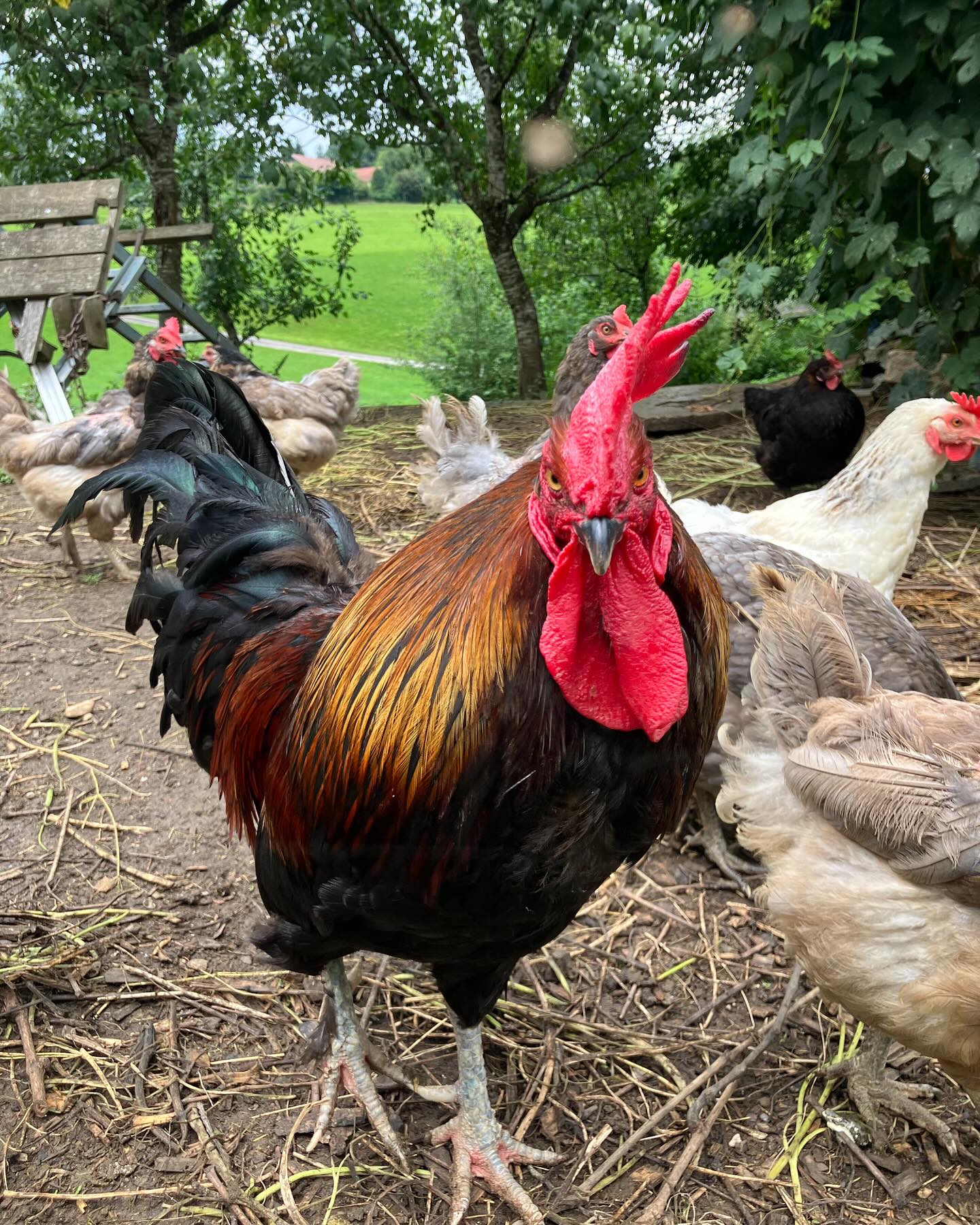 Dag 99 - 17955489437976180.jpg